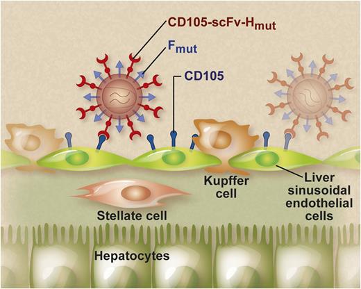LVs displaying endothelial-specific envelopes specifically target LSECs after systemic injection. This endothelial specificity was achieved using a chimeric measles virus envelope (CD105-scFv-Hmut) composed of an scFv specific for CD105 genetically linked to a mutated measles virus hemagglutinin H protein. The pseudotyped LV particles also displayed a mutated fusogenic measles virus F protein on their surface to mediate entry into the target cells. The exquisite endothelial specificity of these CD105-specific LVs was confirmed in tumor-derived endothelium and in human veins and arteries ex vivo. Professional illustration by Debra T. Dartez.