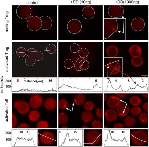 Figure 6. DD is internalized only by activated T cells. Resting and activated Teff and Treg cells were incubated with DD (0, 10, and 1000 ng/mL; 16 hours) and stained with anti-DD. In resting Treg, only high doses of DD gave a punctual staining pattern (white arrow, upper panels). Activated Teff and Treg revealed a dose-dependent submembrane accumulation of DD (white arrows, middle and lower panels). At higher concentrations, DD was also detected in the perinuclear area (red arrow, middle panel).