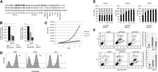 Figure 2. ETS1 and FLI1 affect proliferation and viability in OCI-Ly7. (A) ETS1 and FLI1 protein levels in 22 DLBCL cell lines. Western blot analysis was carried out on whole-cell lysates with antibodies against ETS1, FLI1, and GAPDH as loading control. (B) ETS1 and FLI1 down-regulation in OCI-Ly7 cell line. Real-time PCR and western blot analysis of ETS1 (left) and FLI1 (right) levels after shRNA (day 5). As a control, β2-microglobulin mRNA and GAPDH protein expression were documented. (C) For the growth curve, OCI-Ly7 cells infected with control (shGFP) lentivirus or a lentivirus expressing shRNA for ETS1 and FLI1 (shETS1 and shFLI1, respectively), were seeded on 24-well plates at a density of 3 × 105 cells/well. Cultures were harvested every day, and the number of cells was determined. The numbers refer to mean values of triplicate determinations. (D) At day 3 of the growth curve, levels of EdU incorporation were determined by fluorescence-activated cell sorter analysis. (E) ETS1 and FLI1 down-regulation causes proliferation impairment. Y-axis: percentage of GFP positive and negative cells. X-axis: days. Histograms are representative of 1 experiment of 2. (F) ETS1 (upper) and FLI1 (lower) down-regulation induces apoptosis. Percentage of apoptotic cells was determined by ANNEXINV staining at day 5. Dot plots are representative of 1 experiment; histogram graphs represent the average of at least 3 independent experiments. *P value < .05.