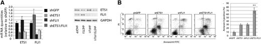 Figure 3. ETS1 and FLI1 cooperate in sustaining cell viability in OCI-Ly7. (A) ETS1 and FLI1 concomitant down-regulation in OCI-Ly7 cell line. Real-time PCR (left) and western blot (right) analysis of ETS1 and FLI1 levels after shRNA (day 4) after infection. (B) ETS1 and FLI1 down-regulation induce apoptosis in a cooperative manner. Dot plots are representative of 1 experiment; histogram graphs represent the average of 3 independent experiments. **P value < .05.