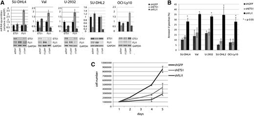Figure 6. ETS1 and FLI1 down-regulation in other DLBCL cell lines. (A) ETS1 and FLI1 down-regulation in SU-DHL4, Val, U-2932, SU-DHL2, and OCI-Ly10 DLBCL cell lines. Real-time PCR and western blot analysis of ETS1 and FLI1 levels after shRNA (day 5). As a control, β2-microglobulin mRNA and GAPDH protein expression was documented. (B) Apoptosis in 5 different DLBCL cell lines after ETS1 and FLI1 down-regulation. Percentage of apoptotic cells was determined by annexinV staining at day 5. Histogram graphs represent the average of at least 2 independent experiments.*P value < .05. (C) For the growth curve, SU-DHL2 cells infected with control (shGFP) lentivirus or a lentivirus expressing shRNA for ETS1 and FLI1 (shETS1 and shFLI1, respectively) were seeded on 24-well plates at a density of 105 cells/well. Cultures were harvested every day and the number of cells was determined. The numbers refer to mean values of triplicate determinations.
