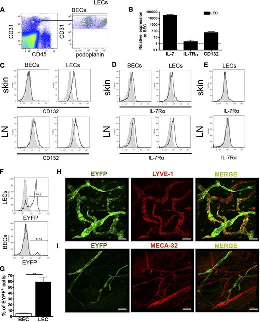Figure 1. IL-7 and its receptor chains are expressed in LECs in vivo. (A-B) FACS sorting was used to isolate LECs and BECs from single-cell suspensions generated from enzymatically digested mouse ear skin. qPCR was performed on the extracted, reversely transcribed and amplified complementary DNA material. (A) Depiction of the gating scheme used to isolate BECs (CD45−CD31+podoplanin−) and LECs (CD45−CD31+podoplanin+). (B) qPCR analysis revealed that IL-7 and its receptor chains were more highly expressed in LECs compared with BECs. Pooled data from 3 experiments are shown. (C-E) To validate the expression of candidate genes in LECs (gated on CD45−CD31+podoplanin+ cells) and BECs (gated on CD45−CD31+podoplanin− cells) at the protein level, FACS analysis was performed on ear and brachial LN single-cell suspensions. (C) CD132 was preferentially expressed in LECs compared with BECs, whereas (D) IL-7Rα was similarly expressed in LECs and BECs. (E) No expression of IL-7Rα was detected when performing FACS analysis on ear skin and LN single-cell suspensions from IL-7Rα−/− mice. Representative plots from 3 different experiments are shown. (F) FACS analysis performed on single-cell suspensions generated from the ears of IL-7-CrexR26-EYFP mice confirmed YFP expression in most LECs (gated on CD45−CD31+podoplanin+), but not in BECs (gated on CD45−CD31+podoplanin−). Representative FACS plots showing YFP expression in LECs and BECs are shown. (G) A summary of the percentages of YFP-expressing LECs and BECs from all experiments (n = 3) is shown. (H-I) Confocal laser scanning microscopic analysis of ear skin whole mounts prepared from IL-7-CrexR26-EYFP mice detected YFP expression in virtually all LYVE-1+ LVs (H), but not in MECA-32+ blood vessels (I). Scale bar represents 100 μm. **P < .01.