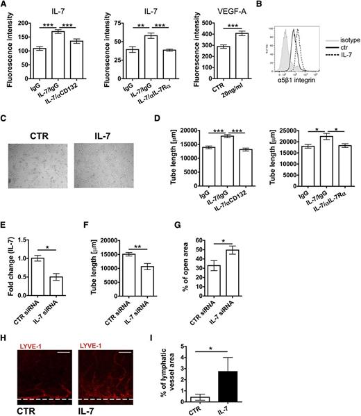 Figure 2. IL-7 activates LEC in vitro function and induces lymphangiogenesis in vivo. (A-G) Functional in vitro assays were performed to analyze the effect of IL-7 on LECs. (A) Overnight treatment with IL-7 significantly enhanced LEC adhesion to fibronectin-coated plates. This response could be reversed by concomitant treatment with CD132 or IL-7Rα blocking antibodies. Notably, the IL-7–induced response was comparable to the one induced by treatment with VEGF-A (positive control). (B) Overnight treatment of LECs with IL-7 led to an upregulation of the fibronectin-binding integrin α5β1, as seen in FACS. Data from 1 of 4 similar experiments are shown. (C-D) Tube formation assays were performed by covering confluent LEC monolayers with collagen type I containing IL-7 (50 ng/mL). (C) Representative images showing the IL-7–induced increase in LEC tube formation. (D) IL-7–induced tube formation could be reversed when performing the assay in presence of CD132 or IL-7Rα blocking antibodies. (E-G) Effect of siRNA-mediated knockdown of IL-7 in LECs. (E) Transfection with siRNA significantly reduced IL-7 mRNA levels in LECs (E) as well as the capacity of LECs (F) to form tube-like structures. (G) Moreover, knockdown of IL-7 levels in LECs reduced LEC migration, as measured in a scratch-wound assay. Data from 1 of 3 similar experiments are shown. (H-I) To analyze the effect of IL-7 on lymphangiogenesis in vivo, a cornea micropocket assay was performed. (H) Representative immunofluorescent micrographs demonstrating ingrowth of new LVs into the cornea 14 days after IL-7 pellet implantation. LYVE-1: red. Scale bar represents 50 μm. (I) A significant difference was observed in the area covered by lymphatics between the treatment and the control group (n = 9 mice per group). *P < .05; **P < .01; ***P < .001. ctr, control; IgG, immunoglobulin G.
