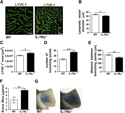 Figure 3. The LV network and lymphatic drainage are compromised in IL-7Rα−/− mice. (A-E) The LYVE-1+ lymphatic network in the ear skin of IL-7Rα−/− and WT control mice was analyzed in whole mount preparations. (A) Representative images showing LYVE-1+ LVs in the ear skin of both genotypes. Scale bar represents 200 μm. (B-E) Image-based morphometric analysis revealed a significant decrease (B) in average LYVE-1+ vessel diameter, whereas the average LYVE-1+ area (C) was increased in the ear skin of IL-7Rα−/− compared with WT mice. (D) The number of branching points was significantly increased, whereas the (E) distance between branching points was decreased in IL-7Rα−/− compared with WT mice. (F-G) To evaluate lymphatic drainage function, Evans blue dye was intradermally injected into the ears of IL-7Rα−/− and WT mice, and the dye content remaining in the ear was extracted and quantified 16 hours later. (F) Quantification detected increased Evans blue levels in the ears of IL-7Rα−/− mice, indicative of defective lymphatic drainage. (G) Representative pictures taken 16 hours after Evans blue injection. Pooled data from 2 similar experiments involving a total of 10 mice/group are shown. *P < .05; **P < .01; ***P < .001.
