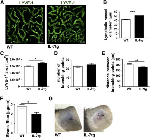 Figure 4. The LV network is expanded and displays enhanced drainage in the skin of IL-7 transgenic mice. (A-E) The LYVE-1+ lymphatic network in the ear skin of transgenic mice expressing IL-7 in all cells (IL-7tg) or in WT control mice was analyzed in whole mount preparations. (A) Representative images showing LYVE-1+ LVs in the ear skin of both genotypes. Scale bar represents 200 μm. (B-E) Image-based morphometric analysis revealed that the average LV diameter (B) and the average LYVE-1+ area (C) were significantly increased in ear skin of IL-7tg compared with WT mice. (D) The number of branching points remained unchanged, whereas the average distance between branching points (E) was reduced in IL-7tg compared with WT mice. Results from 1 of 2 similar experiments are shown (n = 4 mice/group). (F-G) To evaluate lymphatic drainage function, Evans blue dye was intradermally injected into the ears of IL-7tg and WT mice and the dye content remaining in the ear was extracted and quantified 16 hours later. (F) Quantification revealed reduced Evans blue levels in the ears of IL-7tg mice, indicative of increased lymphatic drainage. (G) Representative pictures taken 16 hours after Evans blue injection. Pooled data from 3 experiments involving a total of 15-18 mice/group are shown. *P < .05; **P < .01; ***P < .001.