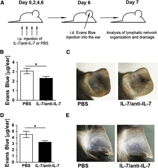 Figure 5. Systemic treatment with recombinant IL-7/anti-IL-7 complexes equally enhances lymphatic drainage in the skin or WT and of RAG1−/− mice. (A) WT and RAG1−/− mice were treated intraperitoneally every other day for a total of 7 days with IL-7/anti–IL-7 complexes or PBS. On day 6, Evans blue dye was injected intradermally into the ears of mice. Animals were sacrificed on day 7 and ears were used for Evans blue quantification. (B-C) IL-7/anti–IL-7 complex–treated WT mice exhibited increased drainage function of dermal LVs upon intradermal injection of Evans blue. (B) Quantification of the total Evans blue dye present in the ear 16 hours after injection. (C) Representative pictures taken 16 hours after Evans blue injection. (D-E) IL-7/anti–IL-7 complex–treated RAG1−/− mice exhibited increased drainage function of dermal LVs upon intradermal injection of Evans blue. (D) Quantification of the total Evans blue dye present in the ear 16 hours after injection. (E) Representative pictures taken 16 hours after Evans blue injection. Pooled data from a total of 10 mice/group are shown. **P < .01.