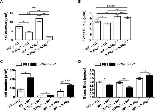Figure 6. Intact lymphatic drainage and the drainage-promoting activity of IL-7 depend on IL-7Rα expression in stromal cells. BM chimeras between WT and IL-7Rα−/− mice were generated and directly analyzed or subjected to IL-7/anti-IL-7 complex treatment. (A-B) Analysis of BM chimeras. (A) The LN cellularity was reduced in BM chimeras reconstituted with IL-7Rα−/− BM. Bars represent pooled data from 2 inguinal and 2 brachial LNs per mouse. (B) To evaluate lymphatic drainage function, Evans blue dye was intradermally injected into the ears of BM chimeras and the dye content remaining in the ear was extracted and quantified 16 hours later. Quantification detected increased Evans blue levels in the ears of BM chimeras with IL-7Rα−/− stromal cells, indicative of defective lymphatic drainage. (C-D) Treatment of BM chimeras with IL-7/anti-IL-7 complexes. (C) IL-7/anti-IL-7 complex treatment led to a significant increase in the splenic cellularity of chimeras reconstituted with WT but not with IL-7Rα−/− BM. (D) Evans blue drainage experiments revealed that treatment of BM chimeras with IL-7/anti-IL-7 complexes only enhanced lymphatic drainage in chimeras with functional IL-7Rα in stromal cells (WT → WT; IL-7Rα−/− → WT). Complex treatment of chimeras exclusively expressing IL-7Rα in hematopoietic cells but not in stromal cells (WT → IL-7Rα−/−) did not improve drainage. Pooled data from 1-2 experiments involving 4-6 mice/group are shown. *P < .05; **P < .01. n.s., not significant.