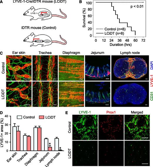 Figure 1. Systemic analysis of structural changes in lymphatic vessels in LYVE-1-Cre/iDTR mice after DT administration. (A) Schematic diagram of a working model of the LYVE-1-Cre/iDTR double-transgenic mouse (LCiDT) and the iDTR (control) mouse. (B) Kaplan-Meier survival curves after DT administration into control and LCiDT mice. (C) CD31+ blood vessels and LYVE-1+ lymphatic vessels of the ear skin, trachea, diaphragm, intestine, and inguinal lymph node. 4,6 Diamidino-2-phenylindole (DAPI) staining for nuclei. Scale bars, 100 μm. (D) Quantification of LYVE-1+ areas in different organs. Each group, n = 4. *P < .05. (E) LYVE-1+/Prox1+ lymphatic vessels in the submedullary region of the inguinal lymph node. Scale bars, 50 μm.