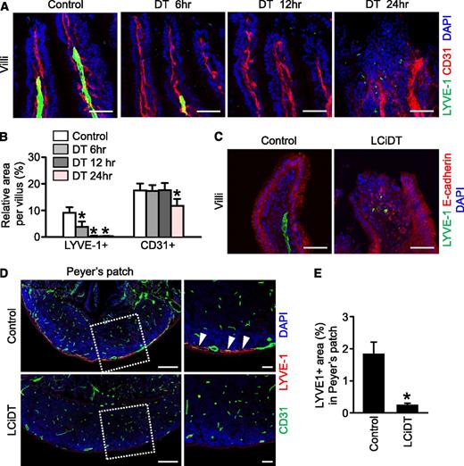 Figure 3. Damage of LYVE-1+ lacteals occurs before damage to the surrounding blood capillaries and to the whole architecture of the villi, and the lymphatic vessels in Peyer patches disappear in the LYVE-1-Cre/iDTR mice after DT administration. Control and LCiDT mice were given DT (100 ng), and their intestines were harvested at indicated times and analyzed. (A) Images showing LYVE-1+ lacteals and CD31+ blood vessels in the villi of the jejunum at 6, 12, and 24 hours after DT administration. (B) Quantification of the LYVE-1+ area and the CD31+ area in the intestinal villi. Each group, n = 4. *P < .05. (C) Images showing LYVE-1+ lacteals and E-cadherin+ epithelial cells in the intestinal villi at 24 hours after DT administration. (D) Images showing LYVE-1+ lymphatic vessels and CD31+ blood vessels in the Peyer patches. Indicated areas (square with white dotted line) are magnified in the right panel. The arrowhead indicates lymphatic vessels located at the serosal side of the Peyer patch. (E) Quantification of the LYVE-1+ area in the Peyer patches. Each group, n = 4. *P < .05. All images were stained with 4,6 diamidino-2-phenylindole (DAPI) for nuclei imaging. Scale bars, 50 µm.