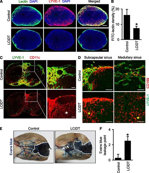 Figure 4. Abnormal lymphatic functions of LYVE-1-Cre/iDTR mice after DT administration. Comparisons between control and LCiDT mice for major findings at 24 hours after DT administration. Each group, n = 4–5. *P < .05. (A) Popliteal lymph nodes after injection of fluorescein isothiocyanate–conjugated lectin into the footpad. Scale bars, 200 μm. (B) Quantification of the lectin-drained area density inside the popliteal lymph nodes. (C) Distributions of CD11c+ dendritic cells inside of the inguinal lymph nodes. Indicated areas (square with white dotted line) are magnified in the right panel. The white asterisk indicates abnormally distributed CD11c+ dendritic cells in the B-cell zone. Scale bars, 100 μm. (D) Distributions of CD169+ sinusoidal macrophages in the subscapular and medullary sinuses of the inguinal lymph nodes. The yellow asterisks indicate abnormally distributed CD169+ sinusoidal macrophages. Scale bars, 100 μm. (E) Lymphatic drainage of Evans blue dye in the ear skins. Inside dotted line, Evans blue injection site. The arrowhead indicates leakage areas of skin lymphatic vessels. (F) Quantification of the number of leakage points of Evans blue dye. DAPI, 4,6 diamidino-2-phenylindole.
