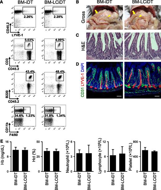 Figure 5. No apparent phenotypes are detected in BM-LCiDT mice at 24 hours after DT administration. (A) Comparisons of flow cytometric profiles of LYVE-1+/CD45+ macrophages, CD3+/CD45+ T lymphocytes, B220+/CD45+ B lymphocytes, CD11b+/F4/80+ macrophages, and CD11b+/F4/80− monocytes in the peripheral bloods. Note that there are no differences in the population of each immune cell between BM-iDT and BM-LCiDT. (B) Gross images of the abdominal contents. The arrow indicates the proximal portion of the small intestine, and the arrowhead indicates the Peyer patch. (C) Intestinal villi in the duodenum stained with hematoxylin and eosin. Scale bars, 100 μm. (D) LYVE-1+ lymphatic vessels and CD31+ blood vessels in jejunums. Scale bars, 100 μm. Similar findings were observed in 3 to 4 different mice. (E) Blood profiles of hemoglobin, hematocrit, neutrophils, lymphocytes, and platelets. Each group, n = 4 to 5. DAPI, 4,6 diamidino-2-phenylindole; H&E, hematoxylin and eosin.
