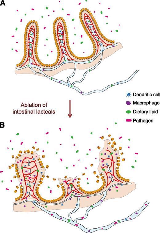 Figure 7. Schematics depicting defensive roles of lymphatic vessels in the small intestine. In the control mice (A), the intestinal lymphatic vessels play critical roles not only in draining absorbed lipids but also in the maintenance of villi structure and function. In the LYVE-1-Cre/iDTR mice (B), ablation of intestinal lacteals causes disruptions of blood vessels and villi architecture, which leads to invasion of intestinal pathogens into the circulatory system via the blood vessels.