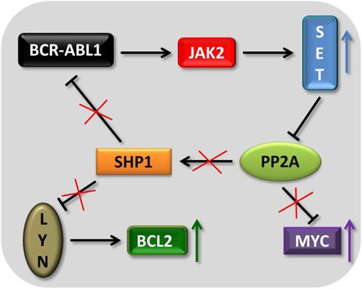 Figure 1. The BCR-ABL1-JAK2-PP2A network. The scheme depicts how the BCR-ABL1-JAK2–mediated up-regulation of the phosphatase SET helps to maintain BCR-ABL1 activity, BCL2 expression, and MYC stability.