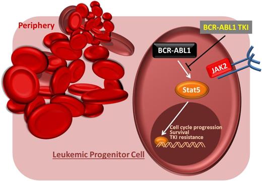 Figure 2. CML progenitor cell treatment with BCR-ABL1 TKIs leads to an abrogation of STAT5 signaling essential for survival and proliferation of the cell.