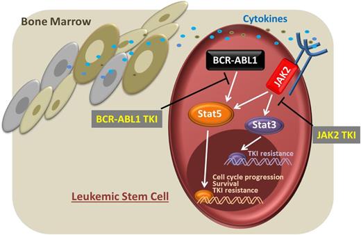 Figure 3. Leukemic stem cell. The presence of a cytokine-enriched microenvironment leads to a BCR-ABL1–independent activation of STAT3 and STAT5 via JAK2. Targeting both pathways via BCR-ABL1 and JAK2 TKIs would interfere with these essential survival signals.