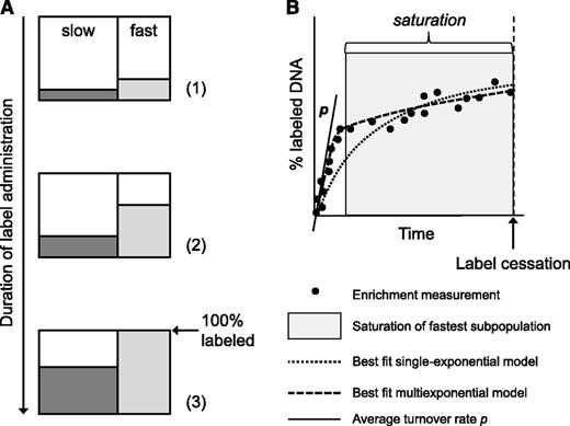 Figure 1. The influence of the length of the labeling period on the estimated turnover rate p. Consider an artificial long-term labeling experiment of a kinetically heterogeneous cell population, in which the labeled fractions of a slow (dark gray) and a fast subpopulation (light gray) gradually increase with the duration of label administration (A). During labeling, samples are obtained, and the percentage of labeled DNA is determined at several time points (B, black circles). During the labeling phase, the initial accrual of label (the slope nearby the origin, as indicated by the black tangent line) reflects p of the kinetically heterogeneous population (A, situations 1 and 2; B, white area). If labeling is continued, the enrichment level of the fastest subpopulation may start to saturate (A, situation 3). Although cells of the fastest subpopulation continue to divide after this point, this is no longer reflected by a corresponding increase in their enrichment level. If sampling is continued (B, gray area), any further increase in labeled DNA is largely the result of cell production in the slow subpopulation, reflected by a second, flatter slope of the labeling curve (B). If the label enrichment data are fitted using a single-exponential model (dotted black curve), the model seeks a compromise between the initial, steep increase and the later, slower increase of label enrichment. As a result, the model fit is forced to bend downward from the initial slope, and the average turnover rate will become increasingly underestimated with increasing duration of label administration. In contrast, the multiexponential model corrects for this effect by allowing for multiple slopes during the labeling phase (B, dashed black curve), and thereby yields a reliable estimate of the average turnover rate, independent of the length of the labeling period.