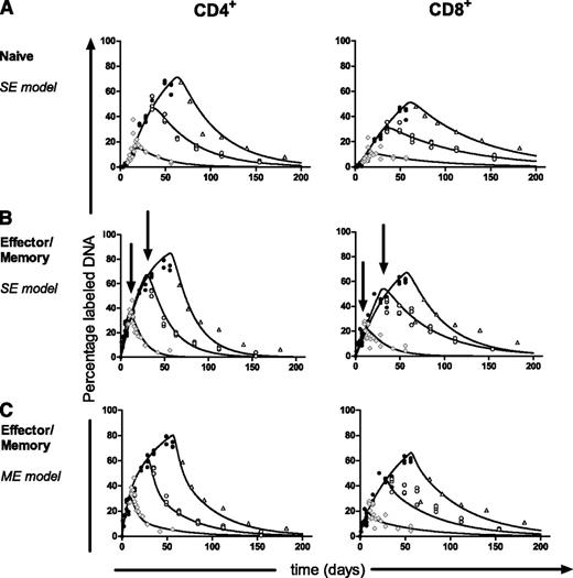 Figure 2. Best fits of the single-exponential model and the multiexponential model to labeling experiments of different duration. At different time points during and after labeling, the percentage of labeled DNA of splenic (A) naive and (B-C) effector/memory (E/M) CD4+and CD8+ T cells was determined. Dots represent measurements (ie, individual mice) at different time points during labeling for 1, 4, and 8 weeks (●, black circles), and during delabeling after 1 week of labeling (, gray diamonds), 4 weeks of labeling (, gray circles), or 8 weeks of labeling (, gray triangles). (A-B) Data were fitted separately for each labeling period using the single-exponential (SE) model to estimate p of the cells and d* of the labeled cells for the corresponding labeling period. For naive T cells, a delay was added in the model as described in supplemental Materials equations 9 and 10 and was estimated to be 4 days (95% CI, 2-6 days). For effector/memory T cells (B), the best-fitting curves during the labeling period were not identical for the different labeling periods (indicated by arrows). (C) When the data were fitted separately for each labeling period using the multiexponential (ME) model (describing 2 kinetically different subpopulations; the addition of more subpopulations did not change the average turnover rate), the best-fitting curves during the labeling period were almost identical. Label enrichment was corrected for 2H2O enrichment in plasma (supplemental Figure 1A) and was scaled between 0% and 100% by normalizing for the maximal percentage of labeled DNA as measured in thymocytes (supplemental Figure 1B).