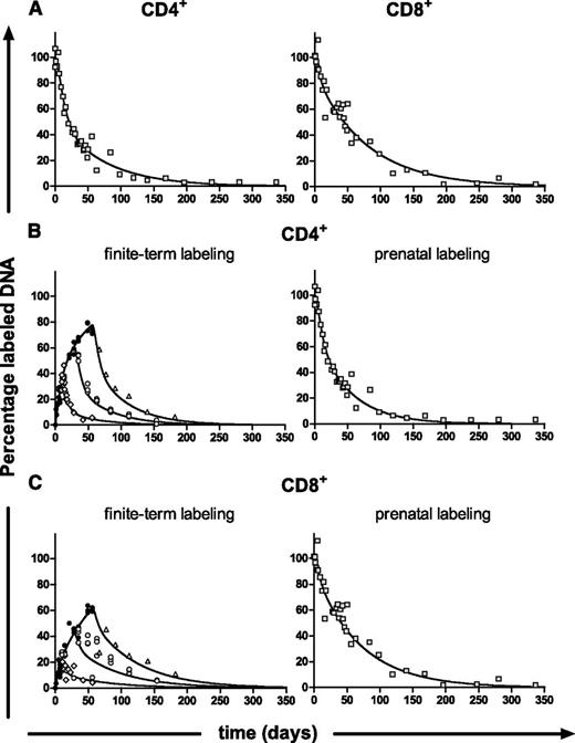 Figure 4. Best fits of the multiexponential model to effector/memory T-cell data from prenatal and finite-term labeling experiments. (A) Mice were labeled prenatally and drank 2H2O until age 16 weeks. At different time points after label cessation, the percentage of labeled DNA of splenic effector/memory CD4+ (left) and CD8+ T cells (right) was determined. Gray squares () represent measurements (ie, individual mice) at different time points after labeling. Data were fitted with the multiexponential model (describing 2 subpopulations) to estimate the average turnover rate of the total cell population. (B-C) Effector/memory CD4+ (B) and CD8+ (C) T-cell labeling data from the finite-term (left) and prenatal labeling (right) experiments were simultaneously fitted with the multiexponential model to estimate the average turnover rate. Black circles (●) represent measurements (ie, individual mice) at different time points during labeling; during delabeling after 1 week of labeling (, gray diamonds), 4 weeks of labeling (, gray circles), or 8 weeks of labeling (, gray triangles); and during delabeling of prenatally labeled mice (, gray squares).