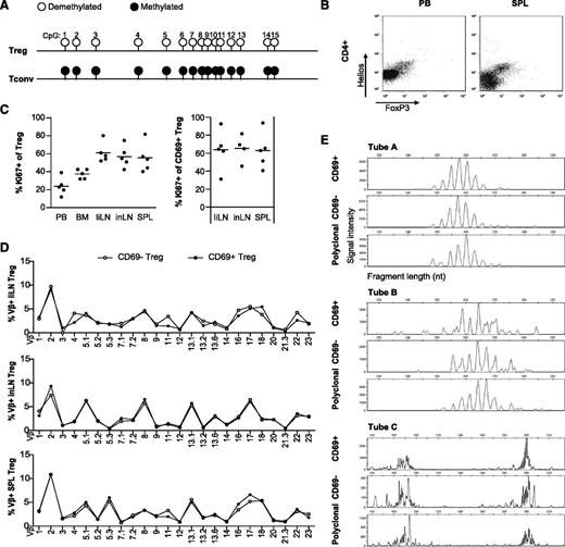 Figure 3. Tregs in human secondary lymphoid are in a late activation stage and are polyclonally activated. (A) CpG methylation in the Treg cell-specific demethylation region of the FOXP3 gene in FACS-sorted, human SPL-derived CD4posCD25hpos Tregs and CD4posCD25neg Tconvs. Methylation status of the indicated CpG positions is indicated by circles: ○, hyperdemethylated (<95% methylation) or ●, methylated (>95% methylation). Complete demethylation was indicated by >95% conversion of C to T in the sequenced product; sites of complete methylation were indicated when >95% of the sequence peak heights indicated C (N = 3 male donors, a representative example is shown). (B) Mononuclear cells were obtained from healthy human PB and SPL samples and analyzed for expression of Helios and FoxP3 on CD4pos cells by flow cytometry (N = 3 for each tissue, representative examples are shown). (C) Flow cytometry of Ki67 expression in human PB, BM, liLNs, inLNs, and SPL Tregs (left panel) and in CD4posCD25posCD69pos liLN, inLN, and SPL Tregs (right panel; N = 5 for each tissue). Data were analyzed using a random-effect logistic regression model and no significant differences were found. (D) Flow cytometry of TCR-Vβ expression of CD69neg and CD69pos Tregs in liLN, inLN, and SPL samples. Representative examples are shown (N = 2-6 for each tissue). (E) TCR gene rearrangement patterns of CD25posCD69pos and CD25posCD69neg sorted T cells from PB and SPL, showing polyclonal TRB gene rearrangement patterns, both the complete VDJ-rearranged TRB genes (tubes A and B) and the incomplete DJ-rearranged TRB genes (tube C). A polyclonal sample is shown as control. A representative example is shown (N = 2); duplicates revealed similar patterns (not shown).