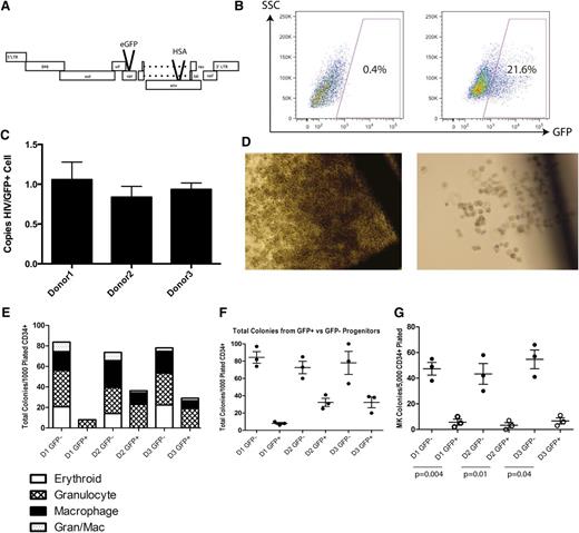 Figure 1. VSV-G pseudotyped infection of CD34+ HPCs results in developmental pathology in multiple hematopoietic lineages. (A) The NL4HSA-eGFP vector is based on the NL4-3 strain of HIV-1. The vector is deficient in env and vpr because of the insertion of marker genes and was pseudotyped with VSV-G to produce viral vector particles. (B) FACS strategy for differentiating GFP-positive and GFP-negative CD34+ hematopoietic progenitor cells 48 hours after transduction. (C) Quantitative PCR analysis for copies of HIV per GFP+ cell indicates a single integrant on average for each donor. (D) Colonies grown in methylcellulose derived from NL4HSA-eGFP–transduced cells (right) are in general much smaller than those derived from nontransduced cells (left). (E) CD34+ hematopoietic progenitors transduced with NL4-HSA-eGFP generate far fewer colonies than do nontransduced cells. Each mark represents an individual methylcellulose plate and the data represent the mean ± the standard error of the mean (SEM). (F) There is a skewing of lineages in NL4-HSA-eGFP–transduced cultures compared with nontransduced. Erythroid colonies are particularly impacted. (G) Megakaryocyte colonies are likewise diminished from transduced progenitors. Each mark represents an individual plate and the data represent the mean ± SEM. LTR, long terminal repeat; SSC, side scatter.
