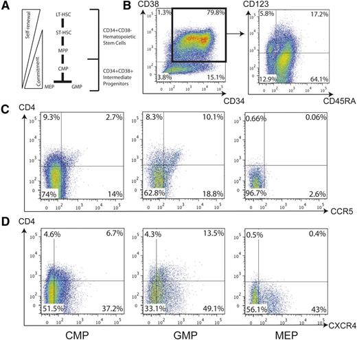 Figure 2. CD34+CD38+ intermediate hematopoietic progenitors express cell surface receptors necessary for HIV-1 entry. (A) Within the CD34+ HPC population, CD38 coexpression indicates a more mature phenotype and includes the CMP, MEP, and GMP. (B) CD34+ cells were enriched from fetal liver and assayed by flow cytometry for the presence of HIV entry receptors in conjunction with definitive surface markers of intermediate hematopoietic progenitors. CD34+CD38+ double-positive cells were gated (left) to select the CMP, GMP, and MEP based on CD123 and CD45RA expression (right). (C) Each population of intermediate hematopoietic progenitor was examined for CD4 and CCR5 expression by flow cytometry. (D) These same populations were also examined for CD4 and CXCR4 expression by flow cytometry. LT-HSC, long-term hematopoietic stem cell; MPP, multipotent progenitor; ST-HSC, short-term hematopoietic stem cell.