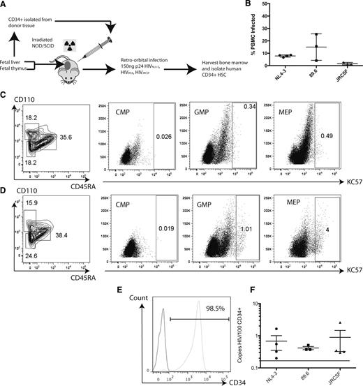 Figure 4. Intermediate HPCs derived from the bone marrow of HIV-infected NSG-BLT mice are productively infected as shown by HIV-GAG expression. (A) Schematic of experimental design for infecting humanized NSG-BLT mice and isolating CD34+ HPCs from their bone marrow. (B) Peripheral blood mononuclear cells from infected mice were analyzed by PCR for the presence of full-length viral DNA relative to the number of copies of human β-globin to determine the percent of infected cells. Each mark represents the average of 3 reactions for each mouse; the total data represent the pooled mean ± SEM of all reactions from all mice. Cells isolated from the murine bone marrow were analyzed for the presence of human intermediate HPC markers in conjunction with HIV-GAG expression. (C) Cells derived from uninfected mice. (D) Cells derived from mice exposed to HIVNL4-3. (E) Representative flow cytometric analysis of CD34+ purity after sorting from BLT bone marrow. (Left) Isotype control; (right) CD34 staining at 98.5% purity. (F) Human CD34+ HSC derived from BLT bone marrow harbor full-length HIV DNA when analyzed by quantitative PCR. Each mark indicates the average of triplicate assays in a single mouse; the total data represent the pooled mean ± SEM of all reactions from all mice. The dashed line indicates the limit of detection of the assay. JRCSF, the patient code used to define the particular strain of HIV.