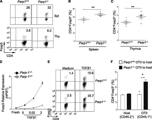 Figure 1. Mice deficient in PARP-1 gene expression have more Treg cells. (A-C) Analysis of PARP-1−/− (CD45.2+) and PARP-1+/+ (CD45.2+) CD4+ T cells in mixed bone marrow chimeras; representative staining of CD4 vs Foxp3 in CD4+ cells in the spleen and thymus (A). Frequency of CD4+Foxp3+ Tregs in spleen (B) and thymus (C) (mean ± SEM, PARP-1+/+ chimeras, n = 5; PARP-1−/− chimeras, n = 5). (D) Quantitative PCR analysis of the expression of Foxp3 (mean ± SEM) in freshly isolated (fresh) and CD4+CD25− T cells stimulated with anti-CD3– (5µg/ml) and CD28– (2 µg/mL) specific antibodies in the absence and presence of indicated concentrations of TGF-β1 for 24 hours. (E) CD4+CD25− T cells were cultured in the presence of anti-CD3 antibody (0.5 μg/mL) and wild-type APCs with (TGF-β1) or without TGF-β1 (Med) for 2 days. FACS plots show representative staining of CD4 vs Foxp3. (F) Treg induction in PARP-1−/− T cells in vivo. CD4+CD25– T cells were sorted from the spleens of CD45.1+ OTII transgenic PARP-1−/− or PARP-1+/+ littermate control mice and 1 × 106 sorted cells were transferred into CD45.2+ recipient mice. Recipient mice were received OVA protein in the drinking water for 5 days. On day 6, the small intestine LP lymphocytes (LPLs) were isolated and stained with Foxp3 to assess Treg induction in vivo by flow cytometry analysis. Bar graph shows the frequency of CD45.2+ (Host) and CD45.1+ (OT-II) CD4+Foxp3+ T cells in the LPLs of recipient mice. Data are representative of 2 (A-D,F) or 3 (E) independent experiments. *P < .05; **P < .01 (unpaired 2-tailed Student t test). FACS, fluorescence-activated cell sorter; LPL, LP lymphocyte.