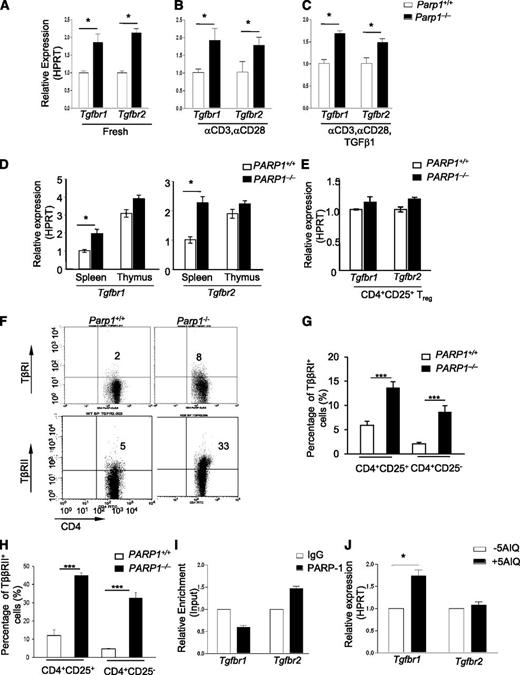 Figure 2. Increased expression of TβRI and TβRII in CD4+CD25– T cells of PARP-1−/− mice. (A-C) Quantitative PCR analysis of the expression of Tgfbr1 and Tgfbr2 mRNA in (A) freshly isolated splenic CD4+CD25- T cells from PARP-1−/− mice and PARP-1+/+ littermate controls, in (B) CD4+CD25– T cells were stimulated for 15 minutes with CD3 (5 µg/mL) and CD28 antibodies (2 µg/mL) or in (C) CD4+CD25− T cells were stimulated for 15 minutes with CD3 (0.5 µg/mL), and CD28 (0.2 µg/mL) specific antibodies in the presence of TGF-β1 (2 ng/mL). (D-E) Quantitative PCR analysis of the expression of Tgfbr1 and Tgfbr2 mRNA in CD4+CD25– thymocytes and splenocytes (D) and in freshly isolated CD4+CD25+ Tregs (E). Data are representative of at least 3 independent experiments (A-E) (mean ± SEM of the duplicate measurements). (F-H) Flow cytometry analysis of the expression of TβRI (G) and TβRII (H) in splenocytes which were from both PARP-1−/− and PARP-1+/+ mice. (F) A representative dot plot showing cells analyzed for CD4 and TβRI or TβRII expressions in CD4+CD25− T cells. (G) TβRI expression in CD4+CD25+ (left 2 bars) and CD4+CD25− (right 2 bars) cells. (H)TβRII expression in CD4+CD25+ (left 2 bars) and CD4+CD25− (right 2 bars) cells. Graphs show mean ± SD. ***P < .002. (I) ChIP-coupled quantitative PCR analysis of PARP-1 enrichment around 500 bp up/downstream (primers no. 3) from TSS of Tgfbr1 and Tgfbr2 genes (mean ± SEM of duplicate wells). Data are representative of 2 independent experiments. (J) Quantitative PCR analysis of the expression of Tgfbr1 and Tgfbr2 mRNA in 5-AIQ–treated CD4+CD25– T cells. Data are representative of 4 independent experiments (mean ± SEM) *P < .05 (unpaired 2-tailed Student t test).