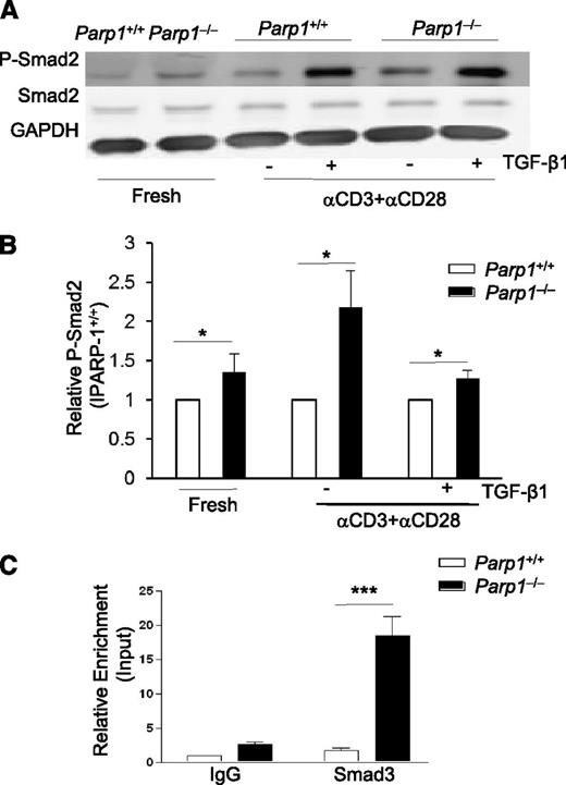 Figure 3. PARP-1 regulates Smad3 phosphorylation and Smad3 binding at the Foxp3 enhancer. (A) Western blot of P-Smad2, Smad2 and GAPDH expressions in freshly isolated CD4+CD25− T cells and CD4+CD25− T cells stimulated for 15 minutes with CD3 (5 µg/mL) plus CD28 (2 µg/mL) antibodies in the absence or presence of TGF-β1 (2 ng/mL). Data are representative of 3 independent experiments. (B) Summarization of 3× P-Smad2 western blot analysis. Western blot bands were analyzed by Odyssey software, the PARP-1+/+ P-Smad2 expression was set as 1, PARP-1−/− P-Smad2 expression was presented relative to PARP-1+/+. *P < .05, unpaired 1-tailed Student t test. (C) ChIP-coupled quantitative PCR analysis of Smad3 enrichment in the enhancer region of Foxp3 gene assessed using an antibody to Smad3 and presented relative to input and compared with a control IgG. Data are representative of 4 independent experiments (mean ± SEM); ***P < .001 (unpaired 2-tailed Student t test).