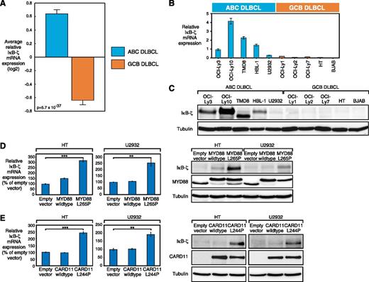 Figure 1. IκB-ζ is highly expressed in ABC DLBCL and induced by NF-κB. (A) IκB-ζ is significantly higher expressed in ABC compared with GCB DLBCL (P = 5.7 × 10−37). Error bars depict the standard error of the mean. (B) IκB-ζ is highly expressed in 4 ABC DLBCL cell lines. In contrast, in other DLBCL cell lines, only low IκB-ζ expression is detectable by quantitative PCR. Error bars indicate the standard deviation. (C) Western blot analysis of IκB-ζ expression in DLBCL cell lines. Four of 5 ABC DLBCL cell lines have detectable IκB-ζ protein expression. (D) Expression of L265P MYD88 induces IκB-ζ expression in HT and U2932 measured by quantitative PCR and western blotting. (E) Expression of L244P CARD11 induces IκB-ζ expression in HT and U2932 measured by quantitative PCR and western blotting. **P < .01; ***P < .001.