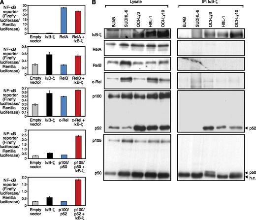 Figure 4. IκB-ζ functionally interacts with the NF-κB subunits p50 and p52. (A) NF-κB reporter activity after co-transfection of individual NF-κB subunits and IκB-ζ measured in 293T cells. IκB-ζ synergizes with p50 and p52, but not with RelA, RelB, or c-Rel. (B) IκB-ζ coimmunoprecipitation assays show a physical interaction of IκB-ζ with p50 and p52 in the ABC DLBCL cell lines OCI-Ly3, OCI-Ly10, and HBL-1. h.c., heavy chain.