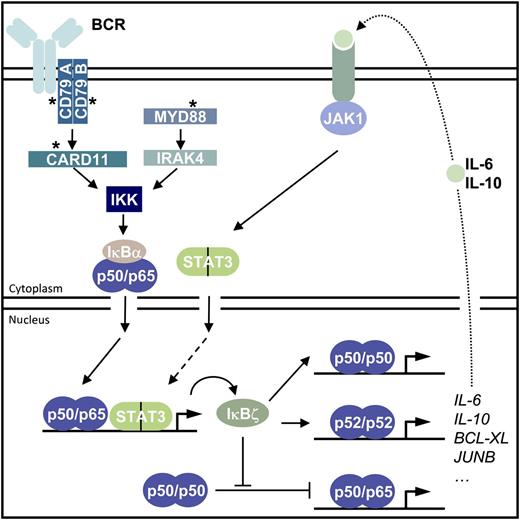 Scheme depicting the regulation and biological effects of IκBζ in ABC DLBCL. Somatic oncogenic mutations (asterisks) in the BCR signaling pathway (CD79A, CD79B, and CARD11) or in MYD88 lead to constitutive canonical IKK/NF-κB activation and promote IκBζ expression in ABC DLBCL cells. IκBζ contributes to expression of the NF-κB gene signature that includes survival factors (eg, BCL-XL) as well as the cytokines IL-6 and IL-10. JAK1-STAT3 is activated by autocrine action of IL-6 and IL-10. As STAT3 is able to induce IκBζ expression, the data indicate the potential existence of an autoregulatory feed-forward loop to enhance IκBζ expression and survival function. Mechanistically, IκBζ bind to p50 and p52 and can directly confer transactivation potential to these transcriptionally inactive homodimers. Alternatively, IκBζ may displace p50 (or also p52) homodimers to allow promoter occupancy of active NF-κB p50/p65 heterodimers. BCR, B-cell receptor.