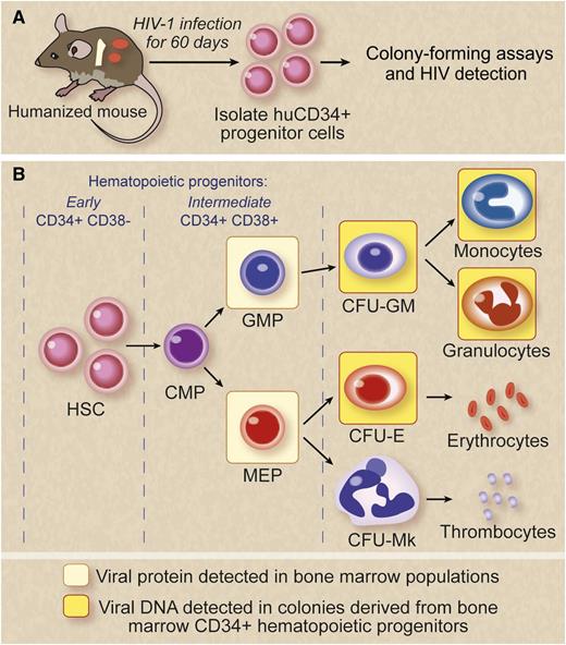 HIV infection impairs HPCs. A combination of colony-forming and viral detection assays were used on in vitro– and in vivo–infected HPCs to demonstrate hematological abnormalities. Marked viral-induced suppression was seen on intermediate progenitor cells. (A) For in vivo studies, a humanized BM, liver, and thymus mouse model that supports human hematopoiesis and is susceptible to HIV infection was used. Sixty days postinfection, HPCs were examined for the presence of viral protein expression by flow cytometry and viral DNA by PCR. (B) Viral protein expression was detected in the GMP and the MEP cells. Colony assays showed HPC impairment. HIV-1 infection was detected in multiple populations of intermediate HPCs and their progeny from BM-derived cells of HIV-1–exposed mice. HIV genomes were detected in a granulocyte, macrophage, and erythroid colonies. Viral protein/DNA detection is indicated in colored boxes. CFU-E, colony-forming unit erythroid; CFU-GM, colony-forming unit granulocyte macrophage; CFU-Mk, colony-forming unit megakaryocyte. Professional illustration by Debra T. Dartez.