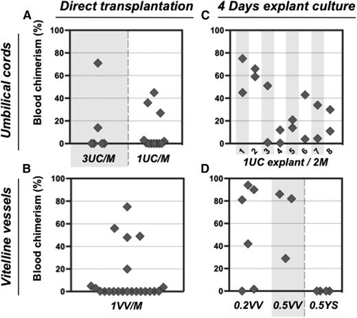 Figure 2. Pre-HSC potential is revealed in explant cultures of UC and VV. (A-B) Direct transplants. E11.5 UC or VV were separated on dissection and transplanted individually into irradiated recipients, and the level of donor-derived PBL chimerism (%) was determined 14 weeks posttransplantation. Only 5 out of 30 UCs transplanted into recipients and 5 out of 22 VV recipients were repopulated. (C-D) Transplantation of explant cultures. UC or VV explants were cultured for 4 days with GF (IL-3 + SCF + Flt3l) and transplanted separately into irradiated mice as follows: 1 UC explant per 2 recipients (8 explants in total) and 0.2 to 0.5 VV explants per 1 recipient. Note that after culture all UC and VV explants contained HSC activity. M, recipient mouse.