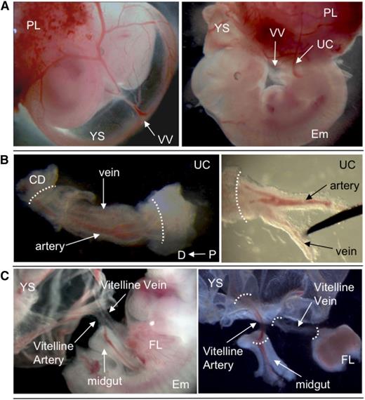 Figure 3. Dissection of extraembryonic vessels. (A) E11.5 wild-type embryo, showing position of VV and UC. (B) Dissection of UC. Separation of artery and vein is shown. (C) Dissection of VV. YS and midgut loop were removed. White dotted lines indicate points of dissection to isolate vessels. Original magnification ×8 (A), ×40 (B), and ×32 (C). CD, chorion disk; D, distal; Em, embryo proper; FL, fetal liver; P, proximal; PL, placenta.