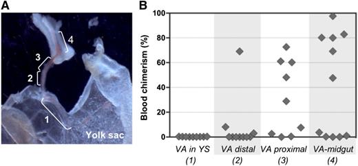 Figure 7. Proximal-distal gradient of pre-HSC activity in the VA. (A) Subdissection scheme of the VA: 1, portion of VA associated with YS; 2, distal VA portion; 3, proximal VA portion; 4, portion of VA associated with midgut. Original magnification ×32. (B) VA subsections were transplanted into irradiated recipients after 4 days of culture (1 e.e. per mouse). Donor engraftment was assessed 14 weeks posttransplantation (n = 2 independent experiments).