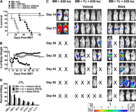 Figure 6. GVL is preserved in myeloablated allogeneic BMT recipients treated with R524. BALB/c mice were lethally irradiated (800 cGy) and transplanted with 5 × 106 C57BL/6 TCD-BM cells alone (n = 4) or in addition to 1 × 106 total T cells from WT C57BL/6 and treated twice daily by gavage with vehicle (n = 10) or 40 mg/kg R524 (n = 10) beginning on day 0 (the day of BMT) and continuing daily for 6 weeks. Additionally, recipients were intravenously injected with 2 × 103 A20 luciferase-transduced lymphoma cells at the time as BMT. Recipients were monitored throughout the experimental period for survival (A), weight change (B), and tumor expansion by luciferin intraperitoneal injection and whole body BLI (C). Average survival and weight changes across 2 separate repeat experiments and recipient BLI images from 1 of the 2 replicated experiments are shown. *P < .05; **P < .01; ***P < .001 (compared with vehicle-treated recipients). In a separate experiment in which recipient mice were treated with vehicle or R524 twice daily for 14 days post-BMT, splenocytes were assayed for preserved cytotoxic T lymphocyte (CTL) activity against control EL4 or mismatched P815 tumor target cells ex vivo (D). CTL assay was run in triplicate and normalized to % CD8+ cells in recipient spleens.