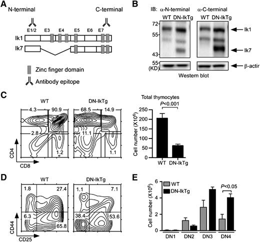 Figure 1. Dominant-negative Ikaros impairs T-cell development in the thymus. (A) Exon organization of full-length Ikaros-1 (Ik1) and the DN splice variant Ik7. E1-E7 corresponds to exon 1-exon 7. Antibody binding sites indicate epitopes of immunoblot antibodies. (B) Immunoblot analysis of WT and DN-IkTg thymocytes. Whole-cell lysates were probed with Ikaros N-terminal (left) or C-terminal (right)–specific antibodies. The same blot was reprobed with anti–β-actin antibodies for loading control. The blots are representative of 3 independent experiments with each 1 WT and 1 DN-IkTg mice. (C) Thymocyte profiles and cell numbers of WT and DN-IkTg mice. Contour plots show CD4/CD8 profiles of total thymocytes (left). The bar graphs indicate the mean ± SEM of total thymocyte numbers (right). Data represent a summary of 11 WT and 13 DN-IkTg mice from 11 independent experiments. (D) CD44 vs CD25 expression in lineage marker–negative, immature DN thymocytes. Contour plots are representative of 4 independent experiments with each 1 WT and 1 DN-IkTg mouse. (E) Cell numbers of individual DN subpopulations. The bar graphs indicate the mean ± SEM of 3 independent experiments with each 1 WT and 1 DN-IkTg mouse.