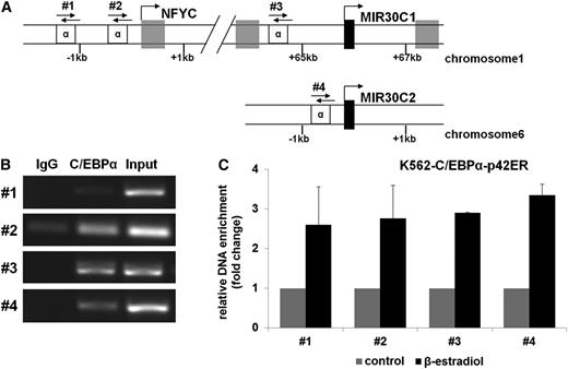 Figure 4. miR-30c is a direct target of C/EBPα. (A) Schematic representation of examined putative C/EBPα binding sites (α) in the promoter regions of miR-30c-1, the host gene NFYC, and miR-30c-2 (primer #1-#4). (B) Chromatin derived from K562-C/EBPα-p42-ER cells induced for 4 hours with β-estradiol was immunoprecipitated with anti-C/EBPα or IgG antibodies. Recovered DNA was PCR amplified with different primers specific for C/EBPα-binding amplificon (primers #1-#4). (C) Q-RT-PCR with primers for indicated regions with the samples from (B). Shown is the fold change in binding affinity of the anti-C/EBPα antibody normalized to IgG from β-estradiol (active C/EBPα) –treated vs control vehicle–treated cells. Total data are represented as mean ± SD from 2 independent experiments.