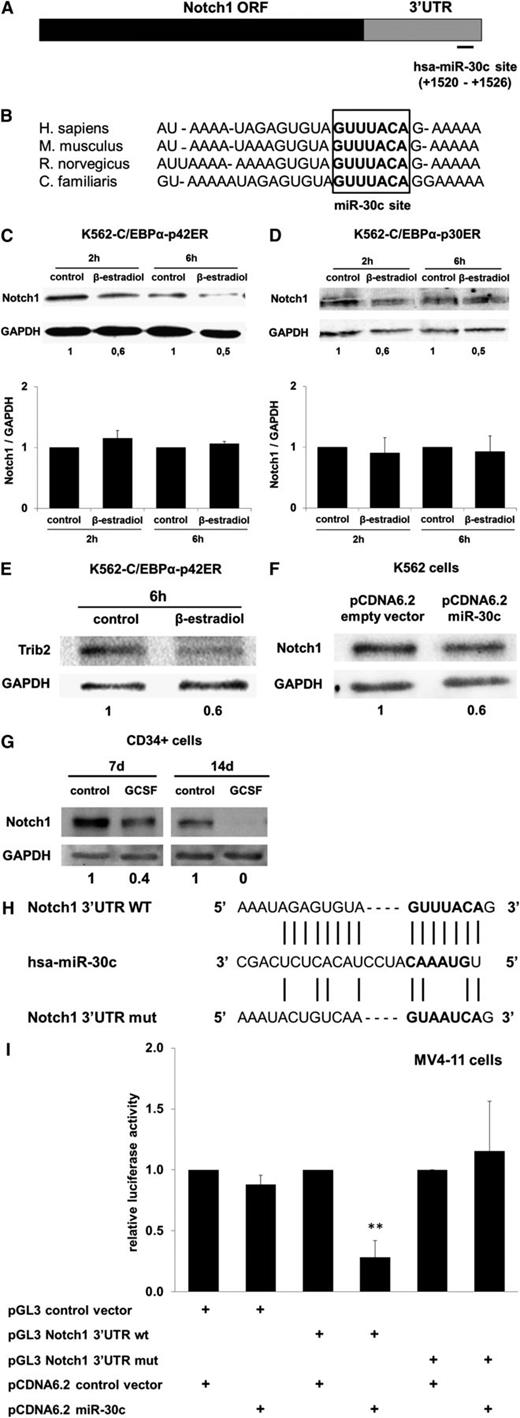 Figure 5. NOTCH1 is a direct target of miR-30c. (A) Schematic representation of miR-30c site in the human NOTCH1 3′UTR. The numbers (+1520 - +1526) represent the nucleotides relative to the termination codon of human NOTCH1. (B) Conservation of the miR-30c binding site in the NOTCH1 3′UTR of human, mice, rat, and dog. (C) K562-C/EBPα-p42ER and (D) K562-C/EBPα-p30ER cells were induced with β-estradiol (5 µM) for respective time points. Total protein was analyzed by western blot analysis with the anti-Notch1 antibody. Values below the gel image indicate the Notch1 protein levels normalized to GAPDH. Total RNA was analyzed by Q-RT-PCR with oligonucleotides for Notch1. Data are represented as mean ± SD from 3 independent experiments. (E) K562-C/EBPα-p42ER cells were induced with β-estradiol (5 µM) for 6 hours. Total protein was analyzed by western blot analysis with anti-Trib2 antibody. Values below the gel image indicate the Trib2 protein levels normalized to GAPDH. (F) K562 cells were transfected with control and pcDNA6.2-GW/EmGFP-miR-30c vectors and cultivated for 48 hours. Total protein was analyzed by western blot analysis with the anti-Notch1 antibody. Values below the gel image indicate the Notch1 protein levels normalized to GAPDH. (G) Hematopoietic CD34+ cells were cultured as discussed in “Methods.” Total protein was analyzed by western blot analysis with the anti-Notch1 antibody. Values below the gel image indicate the Notch1 protein levels normalized to GAPDH. (H) Schematic representation of predicted and mutated miR-30c binding site in the luciferase construct used for reporter assays. (I) Luciferase assays in MV4-11 cells cotransfected with Notch1 3′UTR constructs (wild-type and mutant) and pcDNA6.2-GW/EmGFP-miR-30c. The bars represent luciferase activity for the corresponding vectors. Data are represented as mean ± SD from 3 independent experiments. **P ≤ .01.
