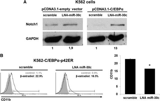 Figure 6. miR-30c is necessary for C/EBPα to block Notch1 and to induce myeloid differentiation. (A) K562 cells were cotransfected with pcDNA3-C/EBPα or pcDNA3-empty vector along with LNA oligonucleotides for miR-30c or scramble (control) for 48 hours. Total protein was analyzed by western blot analysis with anti-Notch1 antibody. Values below the gel image indicate the Notch1 protein levels normalized to GAPDH. (B) FACS analysis of CD11b expression during blocking of miR-30c with LNA oligonucleotides in β-estradiol (5 µM)–treated K562-C/EBPα-p42ER cells by flow cytometry. Representative FACS data are from K562-C/EBPα-p42ER cells transfected for 24 hours. Total data are represented as mean ± SD from 2 representative experiments. *P ≤ .005.