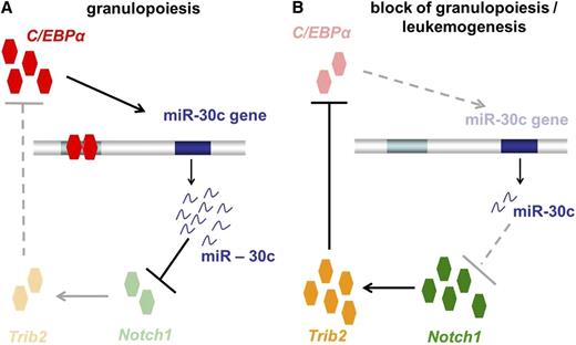 Figure 7. Model of how transcription factor C/EBPα-induced microRNA miR-30c inactivates Notch1 during granulopoiesis and is downregulated in AML. (A) During granulopoiesis, C/EBPα transactivates miR-30c, which in turn leads to Notch1 and Trib2 repression, resulting in myeloid differentiation. (B) In AML, C/EBPα fails to transactivate miR-30c, which results in a lack of Notch1 inhibition.