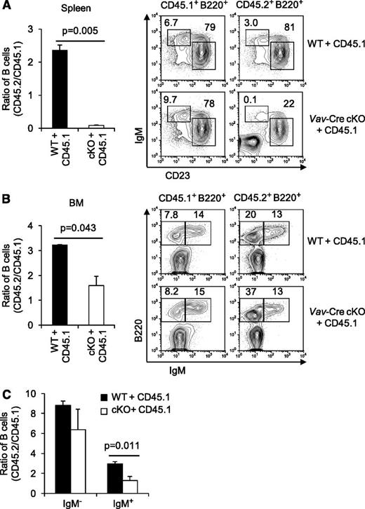 Figure 2. Defects in repopulation of Rictor-deficient B cells in a competitive fitness model. BM cells of WT or Vav-Cre Rictorfl/fl mice (CD45.2) were mixed with constant fractions of allotypically disparate WT CD45.1 marrow cells, and transferred into lethally irradiated CD45.1 recipients. Spleen (A) and BM (B-C) were analyzed 12 weeks after transplantation by counting cells of each organ and flow cytometry (n = 6 WT vs 6 cKO). Ratio of CD45.2+ B cells to CD45.1+ competitors in each recipient was calculated using flow analyses in the viable B220+ gates (left). Shown are representative fluorescence-activated cell sorter (FACS) profiles in the gates as indicated in the above panels (right). (C) Ratios of CD45.2+ IgM- B cells and CD45.2+ IgM+ B cells to each CD45.1+ competitor in BM were calculated using flow cytometry as in (B).