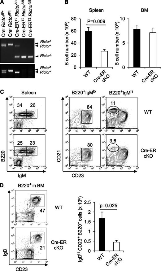 Figure 3. Effect of acute Rictor deletion on B lymphoid cells. ROSA26-Cre-ERT2 Rictorfl/fl mice were treated with tamoxifen as described in “Methods.” (A) PCR was performed to determine Rictor excision using peripheral B cells of mice of the indicated genotypes 2 weeks after starting tamoxifen injection as in Figure 1A. (B) Shown are mean (± SEM) numbers of B lineage cells in the spleen and BM of Cre-ERT2 Rictorfl/fl (cKO) or control (WT) mice 4 weeks after starting tamoxifen treatment (6 WT vs 6 cKO; 2 separate replicate experiments, each of 3 vs 3 mice). (C) Representative FACS profiles with frequencies of the indicated subsets in the viable lymphoid gates of the spleen or further gates as indicated in the above panels. (D) Decreased recirculating mature B cells in the BM of Rictor-deficient mice. Shown are representative FACS profiles with frequencies of IgDhi CD23hi cells in the B220+ gates (left) and mean (± SEM) numbers of the population in the BM of Cre-ERT2 Rictorfl/fl (cKO) or control (WT) mice 4 weeks after tamoxifen treatment (right): n = 6 vs 6.