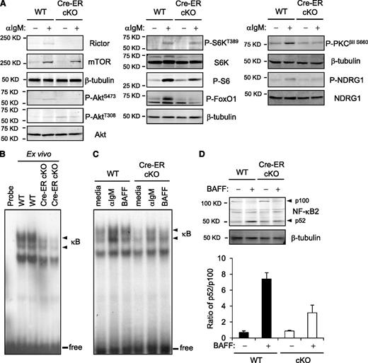 Figure 5. Attenuated nuclear induction of NF-κB and NF-κB2 processing of Rictor-deficient B cells. (A) Aliquots of B cells or mature B cells purified after tamoxifen pretreatment of Cre-ERT2 Rictorfl/fl or control mice (as in Figure 3A) were extracted before or after culture with anti-IgM (15 minutes) and then were analyzed by immunoblotting. Shown are signal images for the indicated antibody in 1 of 3 independent experiments with comparable results. (B) Nuclear extracts were prepared from mature B cells of Cre-ERT2 Rictorfl/fl or control mice pretreated with tamoxifen, and analyzed by EMSA using a consensus NF-κB probe. Shown is the autoradiograph of results from 1 replicate representative of 3 independent experiments: arrowhead indicates complexes formed with NF-κB proteins, and line indicates free probe bands. (C) B cells of Cre-ERT2 Rictorfl/fl or control mice pretreated with tamoxifen were treated with anti-IgM (1 hour), BAFF (4 hour), or medium, after which nuclear induction of NF-κB was analyzed as in (B). (D) Processing of NF-κB2 from the p100 precursor to p52 form. Western blotting was performed on extracts of B cells of Cre-ERT2 Rictorfl/fl or control mice pretreated with tamoxifen (as in panel A) after culture (24 hours) with or without BAFF. Shown is a representative result from among 3 independent experiments, along with the mean (± SEM) ratio of p52/p100 calculated after quantitation of p100 and p52 band intensities.