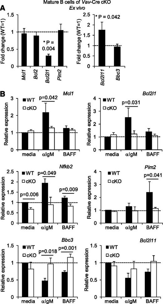 Figure 6. Rictor regulates induction of prosurvival genes and suppression of proapoptotic genes. (A) Relative expression of Bcl2 family genes ex vivo. Mature (AA4.1−) B cells were purified from Vav-Cre Rictorfl/fl (cKO) or control mice and were analyzed by qRT2-PCR. Shown are the mean (± SEM) concentrations of mRNA in cKO relative to WT, averaging 5 mice. (B) qRT2-PCR was performed on RNA from purified B cells of Cre-ERT2 Rictorfl/fl or control mice, pretreated with tamoxifen (2 weeks; before observed distortion in B-cell populations) as in Figure 3A, after culture (24 hours) with anti-IgM or BAFF. Shown are the means (±SEM) of relative expression for the indicated mRNA averaging results from 3 (BAFF) or 4 (anti-IgM) independent experiments.