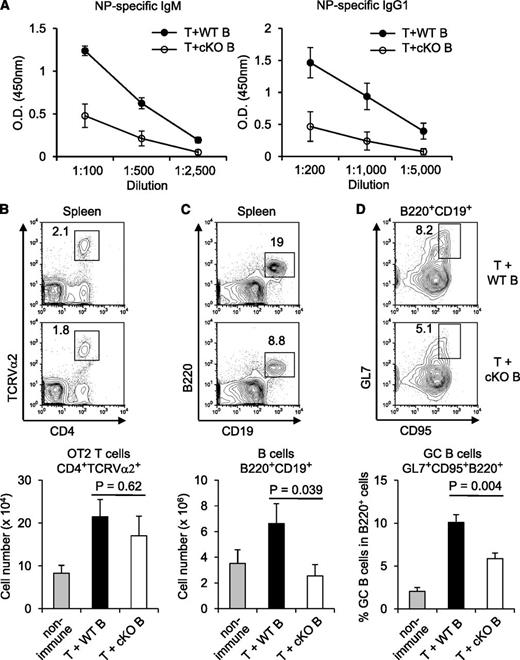 Figure 7. B-cell–intrinsic role of Rictor in antibody responses. B cells purified from Cre-ERT2 Rictorfl/fl mice pretreated with tamoxifen, or controls, were transferred together with equal mixed fractions of normal CD4+ T cells from WT and OT-II TCR transgenic mice into Rag2 −/− recipients. Sera of these recipient mice were analyzed 3 weeks after immunization with NP-conjugated ovalbumin. (A) Mean (± SEM) results from ELISA detecting NP-specific IgM and IgG1 (n = 6 vs 6). (B-D) Spleen cells were analyzed by flow cytometry, and donor-derived cell numbers (mean ± SEM; n = 6 vs 6) were calculated.