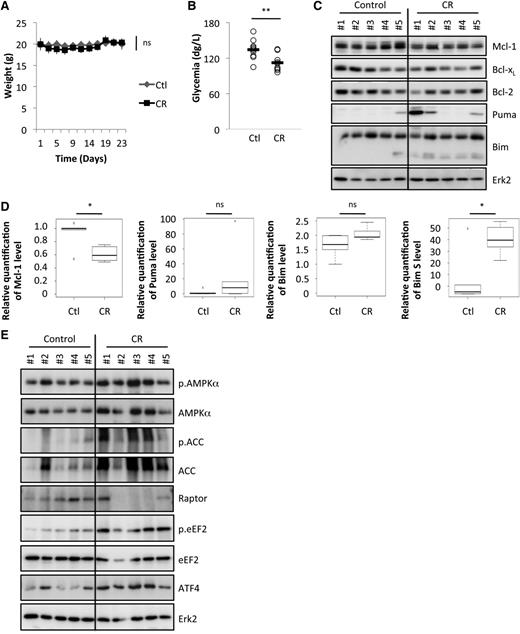 Figure 1. CR decreases Mcl-1 expression. WT C57BL/6 syngenic mice were injected intravenously with Eµ-Myc lymphoma cells and fed ad libitum or under CR conditions (CR, 75% of normal dose; see “Methods”). (A) Average weight of the mice that were fed for 23 days ad libitum (Ctl, control) or under CR conditions (Ctl, n = 10; CR, n = 9). (B) Glycemia was measured after 9 days of dietary study (Ctl, n = 10; CR, n = 9). **P < .01. (C) Lymph nodes bearing lymphoma were harvested from 5 independent mice after 24 days under CR or ad libitum feeding (control) and lysates were prepared. Bcl-2 family member expression was analyzed by immunoblots. (D) Average quantification of Mcl-1, Puma, Bim, and Bim S levels compared with Erk2 levels (used as a loading control) from samples in (C) (n = 5 per group). Reduction of Mcl-1, 39% ± 10%. *P < .05. (E) Lymph nodes bearing lymphoma were harvested from 5 independent mice as in (C) and the AMPK/mTOR pathway was analyzed by immunoblots. ns, nonsignificant.