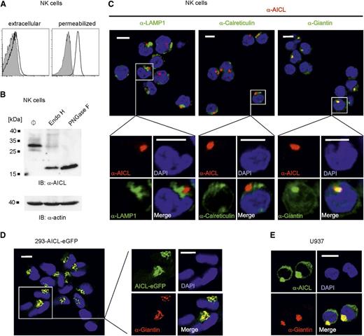 Figure 2. Human NK cells contain intracellular stores of AICL associated with the Golgi complex. (A) Representative flow cytometric analyses of intact or permeabilized resting human NK cells (CD3−CD56+) for cell surface and total AICL expression, respectively, using mAb 7F12 (open histograms). Isotype control stainings are shown in gray. (B) Total AICL protein in resting human NK cells as determined by immunoblotting with mAb 7G4. Cell lysates were treated with either endoglycosidase H or PNGase F before SDS-PAGE, or left untreated (ø). Actin served as loading control. One representative experiment out of 3 is shown. (C) Confocal microscopy revealed predominant colocalization of AICL with the Golgi complex–resident protein Giantin in human resting NK cells. Freshly isolated NK cells were permeabilized and stained with anti-AICL mAb 7F12 (red) in combination with anti-Giantin, anti-LAMP1, or anti-Calreticulin (all green). Nuclei were counterstained with 4,6 diamidino-2-phenylindole (DAPI) (blue). Scale bars, 5 µm. Experiments with NK cells from 3 donors showed similar results. (D-E) Golgi complex–associated localization of AICL in human cell lines. (D) 293 cells stably ectopically expressing an AICL-eGFP fusion protein (green) were stained for Giantin (red) and analyzed by confocal microscopy. (E) U937 cells were costained with anti-AICL mAb 7F12 (green) and anti-Giantin (red). (D-E) Scale bars represent 10 µm.