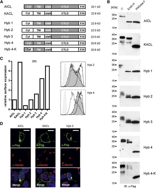 Figure 3. Intracellular retention of AICL is an inherent property of the lectin-like domain. (A) Schemes of the AICL/KACL hybrids with calculated molecular masses (deglycosylated proteins). AICL domains are shown in gray, KACL domains are open. Expression of hybrid proteins was analyzed 3 days after transfection of 293 cells. (B) Lysates of transfected 293 cells were left untreated (ø), or treated with endoglycosidase H or PNGase F, separated by SDS-PAGE, and KACL, AICL, and hybrid proteins detected using anti–FLAG-tag mAb M2 by immunoblotting. (C) Relative surface expression of AICL, KACL, and AICL/KACL hybrids by transfected 293 cells. Transfectants were stained with mAb M2 and mean fluorescence intensities (MFI) determined by flow cytometry with values set in relation to the MFI of AICL transfectants (arbitrarily set as 1) (left). Representative histograms of hybrids 2 and 4 (solid, dark gray) overlayed with those of AICL (thin line) and KACL (thick line) transfectants, and untransfected 293 cells (solid, light gray) (right). One representative experiment out of 3 is shown. (D) Confocal microscopy analysis of 293 cells ectopically expressing AICL, KACL, or hybrid 2, respectively. Transfectants were costained with mAb M2 (green) and anti-Giantin (red). Scale bars represent 10 µm.